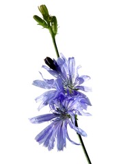 Wall Mural - blue flowers odf wild plant chicory - Cichorium intybus wild plant