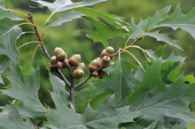 Oak Branch With Green Leaves And Green Acorns In The Summer In A Forest