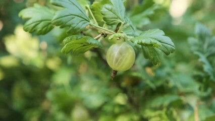 Wall Mural - Farmer hand pick up fresh ripe gooseberry growing in the garden. Agriculture or gardening concept. Close up. 4k video