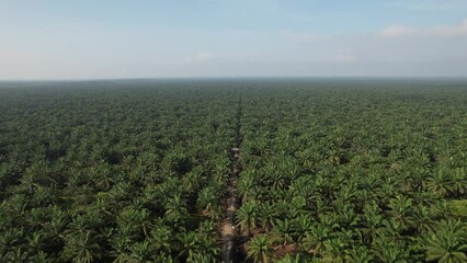 Wall Mural - The Palm Oil Estates at Sarawak, the Borneo Island, Malaysia