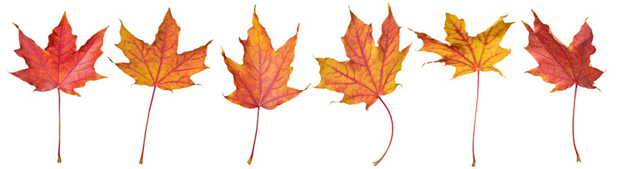 Wall Mural - six orange leaves of maple tree isolated on white