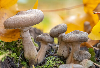 Sticker - honey small fungus on autumn background