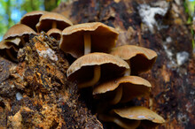 Wild Mushrooms In The Forest Among The Leaves
