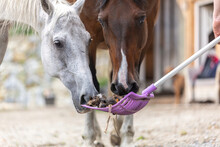 Equestrian Paddock Scene: Cleaning The Horse Paddock, Focus On Droppings On A Dung Fork