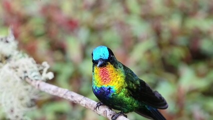 Wall Mural - Costa Rica Fiery Throated Hummingbird (panterpe insignis) in Rainforest, Portrait of Active Birds Flying Around and Perching on a Branch with Colourful Irisdescent Feathers Brighly Coloured