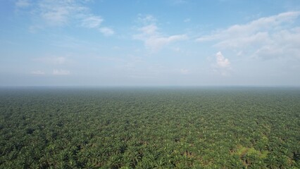 Wall Mural - The Palm Oil Estates at Sarawak, the Borneo Island, Malaysia