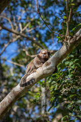 Wall Mural - Marmoset monkey in Brazilian forrest