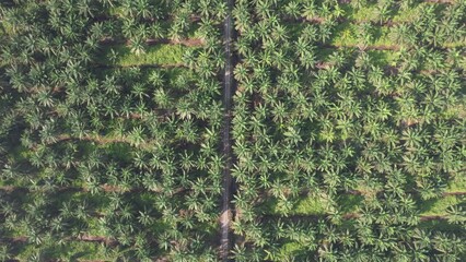 Wall Mural - The Palm Oil Estates at Sarawak, the Borneo Island, Malaysia