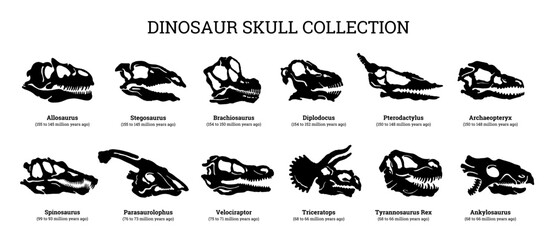 Fossil dinosaur silhouette infographics. Dino teeth skull. Bone skeleton print graphic set. Dead ancient predator art. Dinosaur Diplodocus Velociraptor Stegosaurus Triceratops Allosaurus Tyrannosaurus