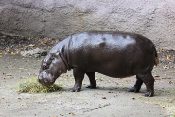 Wall Mural - hippopotamus