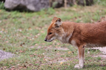 Wall Mural - Dhole