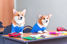 Two Corgi Dogs Are Sitting At A Desk Littered With School Items: Backpacks, Markers, Pencil Case, Notebooks. Bright School Supplies And Stationery. Young Puppies Listen Attentively To The Teacher