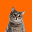 Leinwandbild Motiv Cute grey tabby cat on orange background