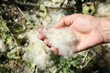 Woman holding pile of poplar fluff outdoors on sunny day, closeup