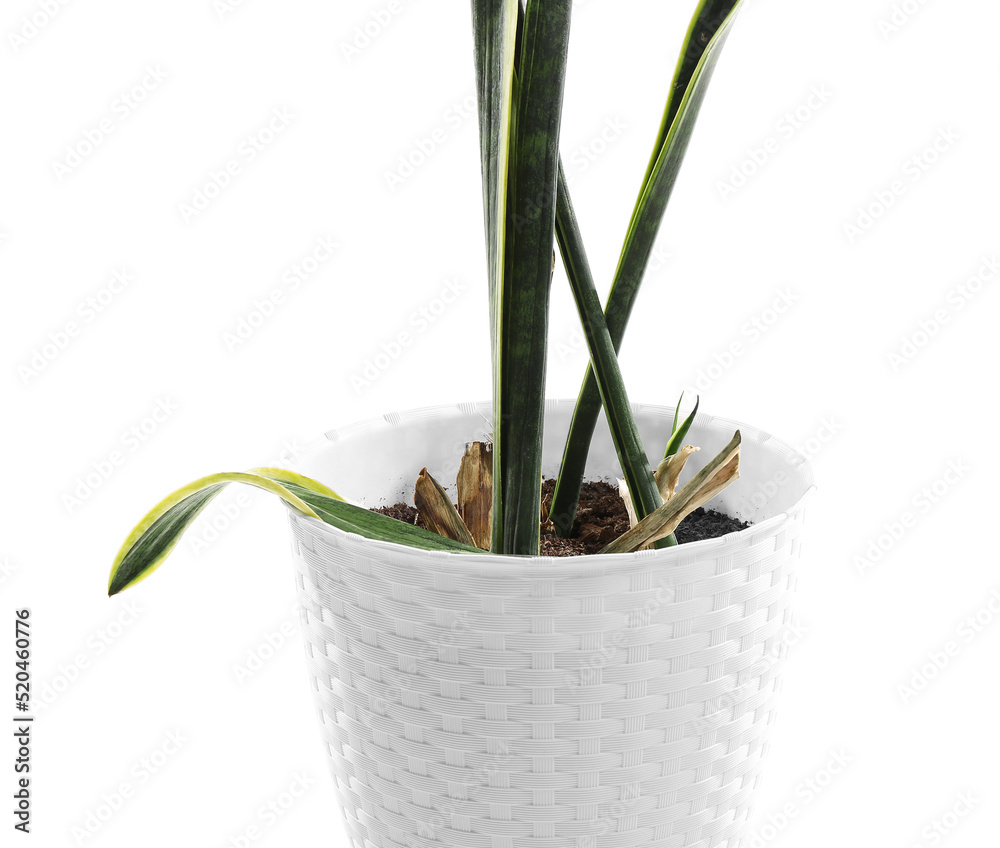 Wilted snake plant on white background, closeup