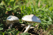 Big White Mushroom Named "false Parasol (Ooshirokarasatake, Chlorophyllum Molybdites)". Close Up Macro Photography.