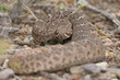 coiled rattlesnake on the ground