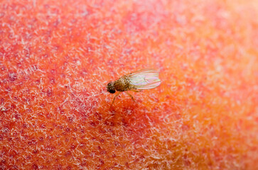 Wall Mural - Tropical Fruit Fly Drosophila Diptera Parasite Insect Pest on Ripe Fruit Vegetable Macro