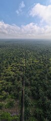 Wall Mural - The Palm Oil Estates at Sarawak, the Borneo Island, Malaysia