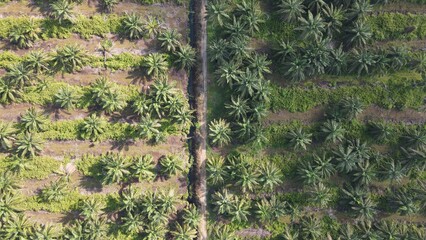 Wall Mural - The Palm Oil Estates at Sarawak, the Borneo Island, Malaysia