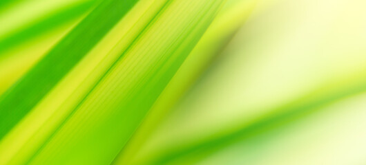 Poster - Concept nature view of green foliage on blurred greenery background