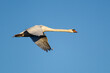 Mute swan flying past against a clear blue sky over a London Park, UK	