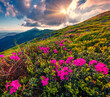 © Andrew Mayovskyy - Blooming pink rhododendron flowers on Carpathian mountains. Spectacular summer view of Hoverla peak in Ukraine, Europe. Beauty of nature concept background..