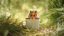Red Alpine Hamster In A White Old Cup On The Grass On A Sunny Day, Banner, Selective Focus, Blurred Background