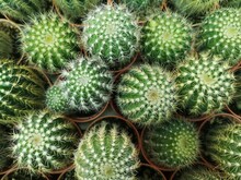 Green Cactus At Pot Area