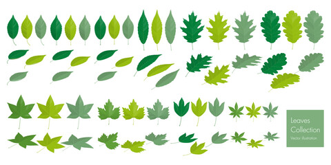 Wall Mural - Set of green leaves collection. Vector illustration.
