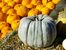 A Big Gray Pumpkin Lies On The Hay On A Background Of Small Orange Pumpkins On A Sunny Autumn Day