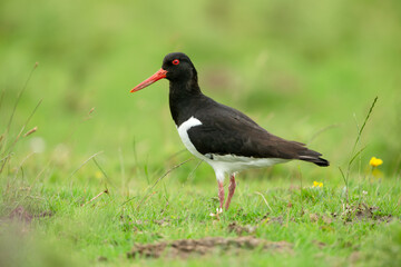Wall Mural - Close up of an Oystercatcher with bright orange beak and eye,  facing left in Summer meadow, Yorkshire Dales UK.  Scientific name: Haematopus ostralegus.  Clean background.  Copy space.