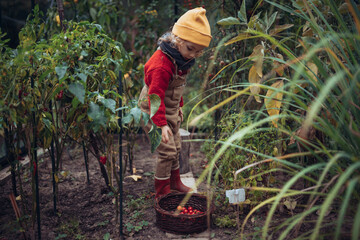 Wall Mural - Little girl harvesting bio tomatoes in her basket in family greenhouse.