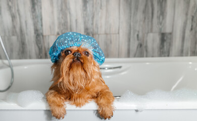  Brussels Griffon in the bath, wearing a bathing cap.