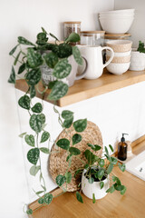 Kitchen shelves with plants, various white ceramic and glass jars. Open shelves in the kitchen. Kitchen interior ideas. Eco friendly kitchen, zero waste home concept