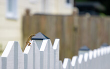 Anole Lizard On Fence