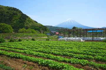 Organic vegetable plot and Fuji mountain in the Summer of Japan.