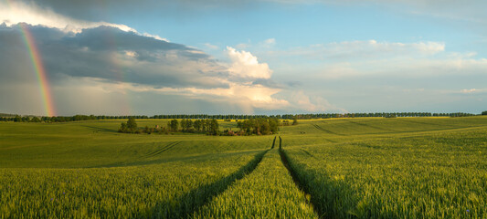 Wall Mural - fields and rainbow in the sky
