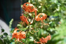 Tiger Lily Flowers. Orange Flowers With Numerous Brown Spots And Curved Petals Bloom From July To August.
