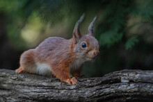 Eurasian Red Squirrel (Sciurus Vulgaris)  On A Branch In The Forest Of Noord Brabant In The Netherlands. Green Bokeh Background.
                               