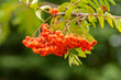 Red rowan berries on a tree branch with green leaves in nature. Sorbus aucuparia