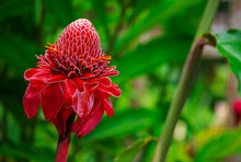 Closeup Of Spectacular Red Flower