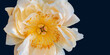 orange white yellow peony blossom heart macro with delicate filigree texture on blue background