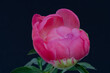Vibrant red pink peony blossom with green leaves, macro on blue background in vintage painting style