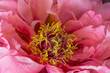 Vibrant pink peony blossom heart with pollen top view macro in vintage painting style