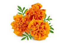 Fresh Marigold Or Tagetes Erecta Flower Isolated On White Background With Full Depth Of Field.