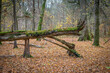 złamane stare drzewo w Białowieskim Parku Narodowym, Polska