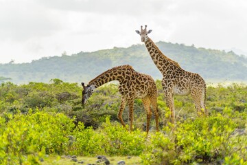 Wall Mural - View of beautiful giraffes in a field with green trees on a sunny day