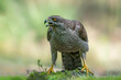   Adult of Northern Goshawk (Accipiter gentilis) in the forest of Noord Brabant in the Netherlands.                                                                             