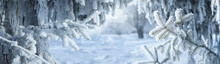 Beautiful Spruce Snow-covered Branches In The Winter Forest Banner